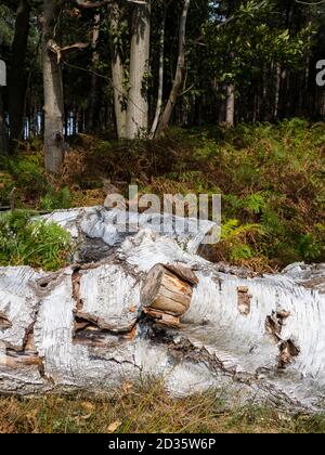 Fallen Silver Birch tree, Betula pendula, in Autumn, Thetford Forest, Norfolk, UK Stock Photo