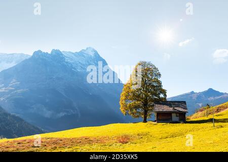Picturesque autumn landscape with orange tree and green meadow in Grindelwald village in Swiss Alps Stock Photo