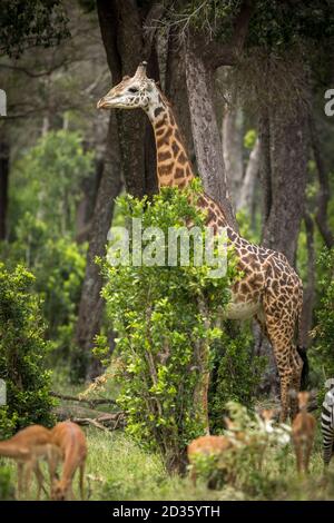 Vertical portrait of an adult male giraffe standing by a tree amongst a herd of impala in Masai Mara in Kenya Stock Photo