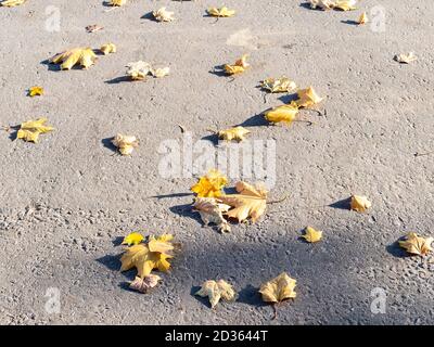 fallen yellow maple leaves on asphalt road on sunny autumn day Stock Photo