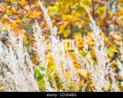 dried grass closeup and colorful autumn maple leaves on background (focus on white spicklets) Stock Photo