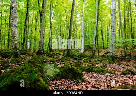 autumn forest of beech trees, nature green wood background, ecology and nature conservation concept Stock Photo