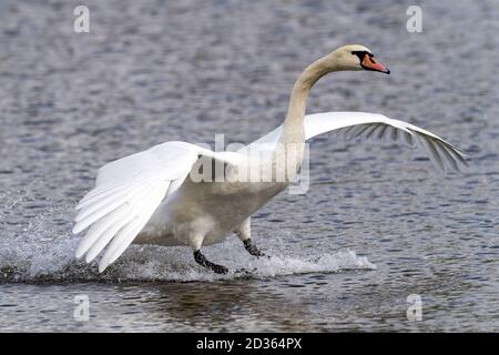 landing of white mute swan on the river Stock Photo