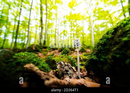 tiny mushroom growing on the forest ground between the moss covered stones, in the background the golden sunlight illuminates the blurred forest Stock Photo