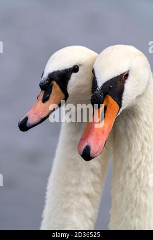 heads of white mute swan on the river Stock Photo