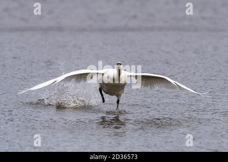 landing of white mute swan on the river Stock Photo