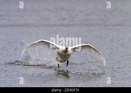 landing of white mute swan on the river Stock Photo