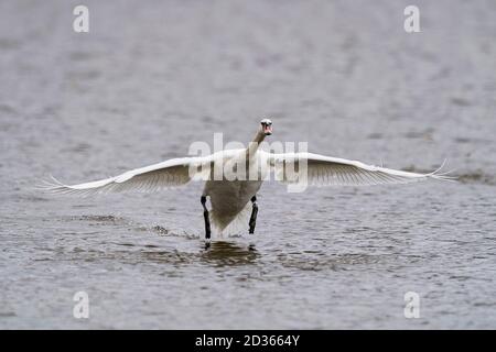 landing of white mute swan on the river Stock Photo