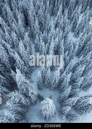 snow covered pine trees amazing winter background Stock Photo - Alamy