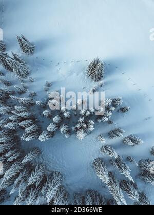 Aerial view of spruce fores, winter theme. Stock Photo