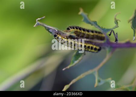 Cabbage caterpillars on a green cabbage leaf Stock Photo
