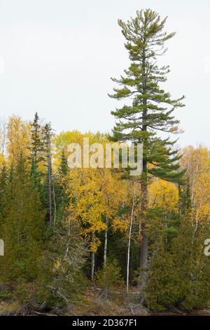 A mature eastern white pine (pinus strobus) tree in the Superior National Forest in Cook County, northern Minnesota. Stock Photo