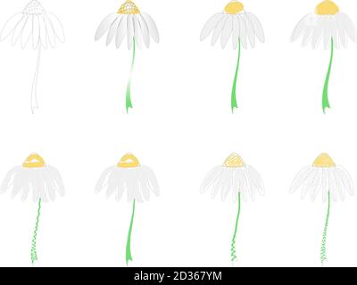 Vector set of flowers chamomiles daisys Stock Vector