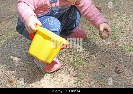 Walking with children in the forest. An image of a child squatting and collecting pine cones. Stock Photo