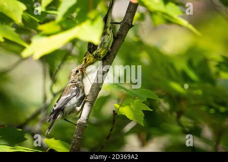 Female Black-throated Green Warbler feeding her offspring with insects. Stock Photo