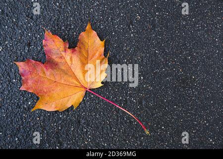 Colorful orange and yellow maple leaf on wet rainy asphalt. Close-up. Empty field, place for text. Autumn composition. Colors of autumn.