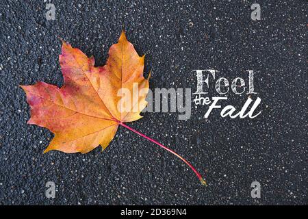 Colorful orange and yellow maple leaf on wet rainy asphalt. Close-up. Empty field, place for text. Autumn composition. Autumn mood and atmosphere - Le Stock Photo