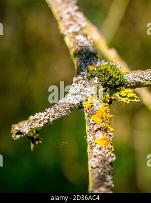 Close up of different species of lichens and moss on a twig Stock Photo