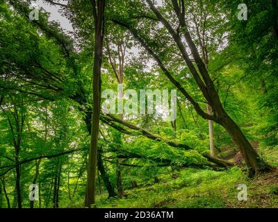 Bent and uprooted trees in the forest after storm Stock Photo