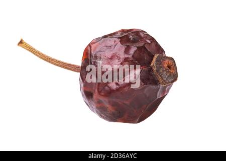 One dried rosehip berry isolated on white background. Photo stacking Stock Photo