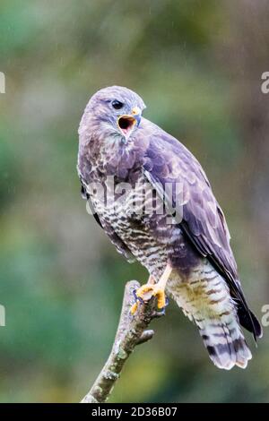 A buzzard caught in the rain in mid Wales Stock Photo