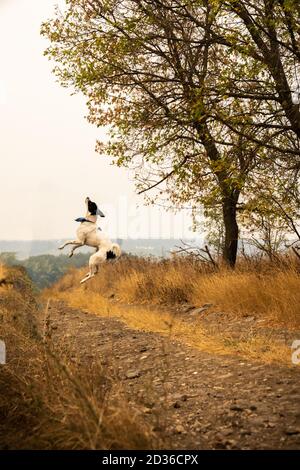 Dog jumping in the field, team training, autumn weather and beautiful landscape Stock Photo