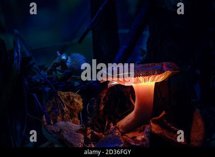 little mouse hides by glowing mushrooms in a dark forest, growing on a stump in a fantasy forest, beautiful magic light of a mushroom, macro Stock Photo