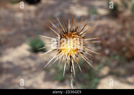 Dried milk thistle. Silybum marianum has other common names including cardus marianus,blessed milkthistle,Marian thistle,Mary thistle,Saint Mary's thi Stock Photo