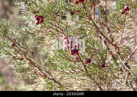 Juniperus phoenicea L, black juniper or smooth juniper. Commonly known as Phoenician juniper, is a shrub or small evergreen tree, with scaled leaves a Stock Photo