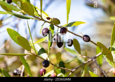 Acebuche, spanish wild olive. Its scientific name is Olea Europaea or sylvestris, it is therefore the same species of the olive tree, but wild. Stock Photo