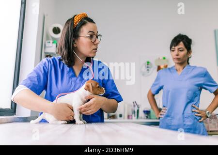 Young veterinary examination with stethoscope in a pigsty Stock Photo ...
