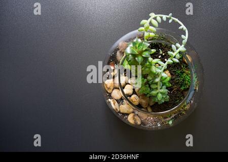 Top view of miniature garden in clear glass terrarium with succulents and stones Stock Photo