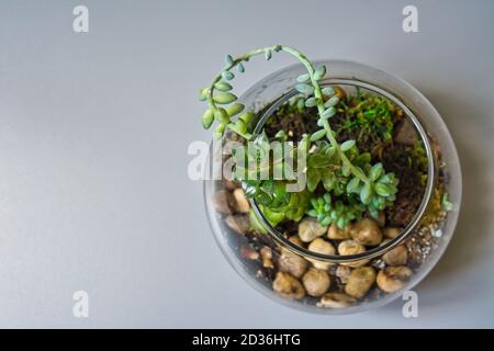 Top view of miniature garden in clear glass terrarium with succulents and stones Stock Photo