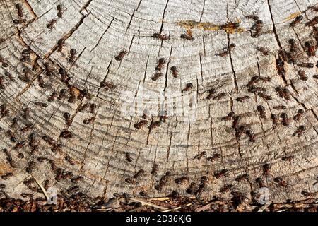 Red wood ants (Formica rufa) on cross-section of tree trunk; Denmark Stock Photo