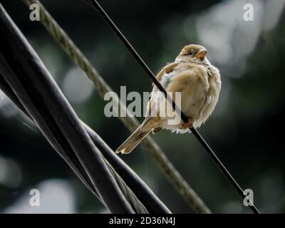 A common sparrow sitting on a wire spotted in Dharamshala, India Stock Photo