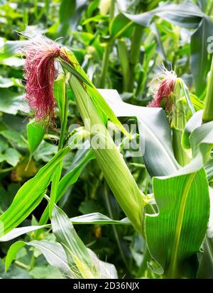 Corn cob in organic corn field. Maize plants. Close up green Corn cobs growing. Stock Photo
