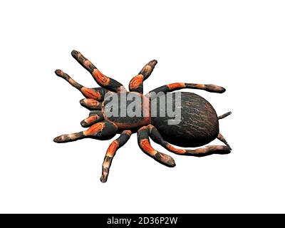 Fat Rounds Spider big fat spider in round spider web Stock Photo - Alamy