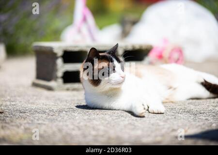 siamese ragdoll crossbreed cat resting in the sun on a terrace in summer Stock Photo