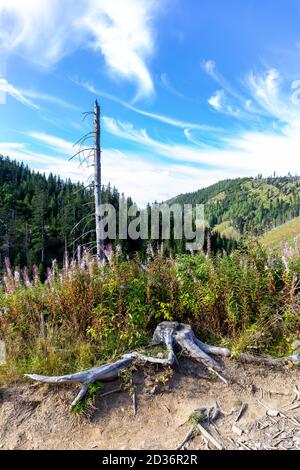 Dry tree trunk with roots and pink fireweed (Chamaenerion angustifolium) flowers in Lejowa Valley in Tatra Mountains, with coniferous forest and pine Stock Photo