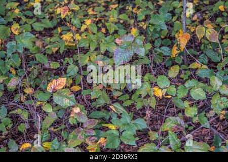 Looking down on a patch of poison ivy in the forest alongside the hiking trail that is changing colors in the fall season Stock Photo