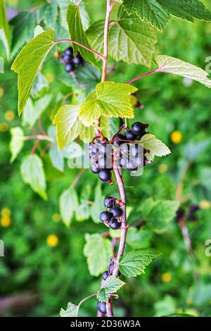 Bush of black currant with ripe bunches of berries and leaves on ...