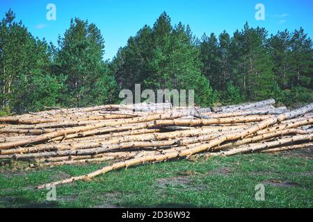 Pine forest logging, poaching, environmental damage to nature and the state.Felled tree trunks Stock Photo