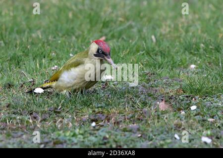 European Green Woodpecker Stock Photo