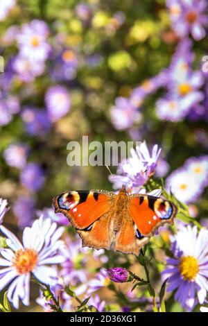 Peacock butterfly aglais io takes nectar from thistle blossom Stock ...