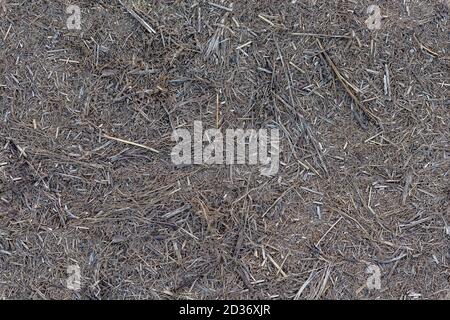 seamless texture and background of dry gray dead shredded grass or straw on the ground Stock Photo