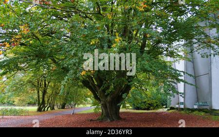 Huge beech. Deciduous tree. Must be hundreds of years old. Location: Frenswegen Monastery, Nordhorn, Germany Stock Photo