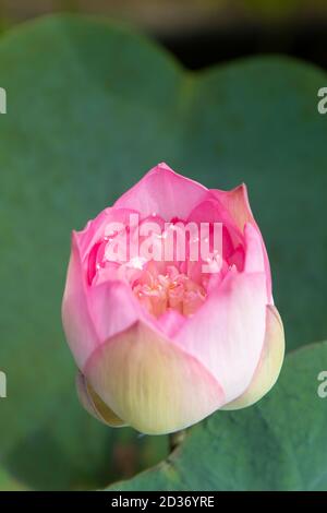 Half bloom beautiful Pink Lotus close up with green curved water repellent leaves and a drop of water on a sunny day on a pond Stock Photo