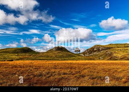 Sycamore Gap in Northumberland Stock Photo