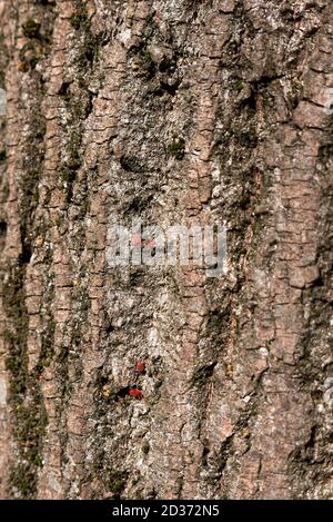 Red spider mite on a tree trunk Stock Photo