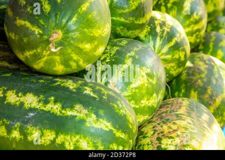 A Lot Of Big Sweet Green Organic Watermelons In The Farmers turkish market in Antalia, Turkey. Nutrition And Vitamins Stock Photo